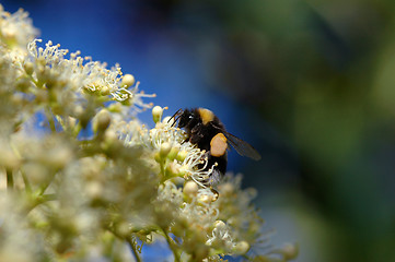 Image showing Bumblebee