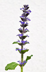 Image showing Blue bugle (Ajuga reptans)