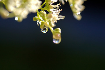 Image showing Wet flowers