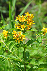 Image showing Yellow loosestrife (Lysimachia vulgaris)