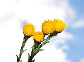 Image showing Coltsfoot (Tussilago farfara)