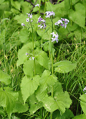 Image showing Perennial honesty (Lunaria rediviva)