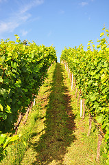 Image showing Vineyard