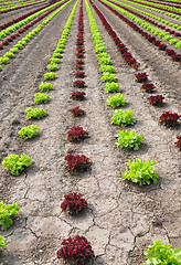 Image showing Lettuce field