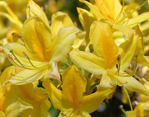 Image showing Rhododendron flower