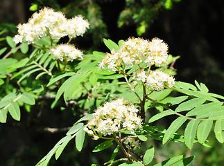 Image showing Rowan (Sorbus aucuparia)