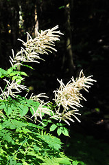 Image showing Goat's beard (Aruncus dioicus)