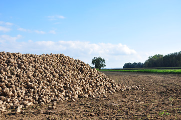 Image showing Sugar beets