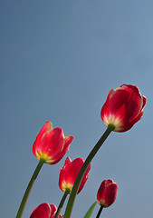 Image showing Red tulips