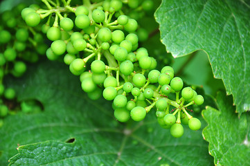 Image showing Young wine grapes