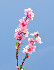 Image showing Peach flower (Prunus persica)