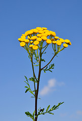 Image showing Tansy (Tanacetum vulgare)