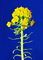 Image showing Cypress spurge (Euphorbia cyparissias)