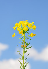 Image showing Cypress spurge (Euphorbia cyparissias)