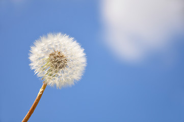 Image showing Dandelion