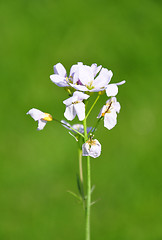 Image showing Cuckoo flower (Cardamine pratensis)