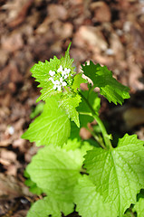 Image showing Garlic mustard (Alliaria petiolata)