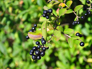 Image showing Berries of alder buckthorn (Frangula alnus)