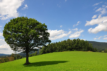 Image showing Solitary tree