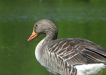 Image showing Goose