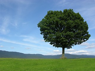 Image showing Landscape scenery with solitary tree