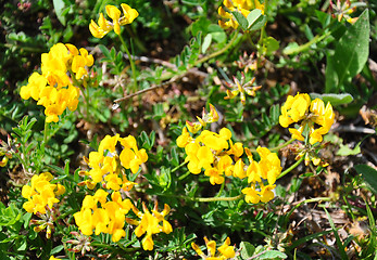 Image showing Bird's-foot trefoil (Lotus corniculatus)