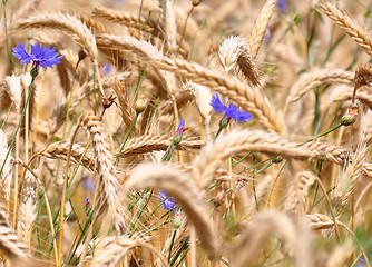 Image showing Cornflowers (Centaurea cyanus)