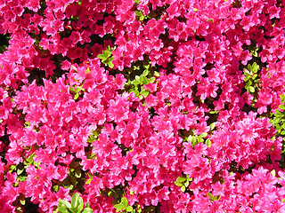 Image showing Rhododendron flowers