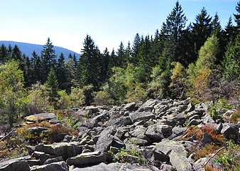 Image showing Rock habitat in the Bavarian Forest