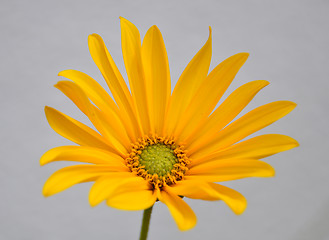 Image showing Small sunflower