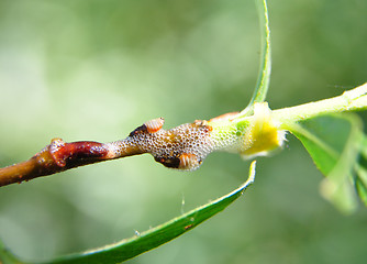 Image showing Spittlebug nymphs on willow
