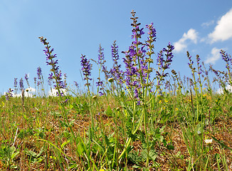 Image showing Meadow sage (Salvia pratensis)