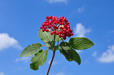 Image showing Wayfaring tree (Viburnum lantana)