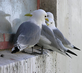 Image showing group of seagulls