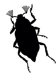 Image showing Maybug