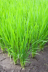 Image showing Rice Field