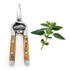 Image showing Marjoram Herb and Secateurs