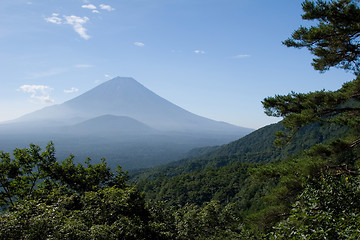 Image showing Sea of Pines