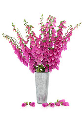 Image showing Foxglove Flowers