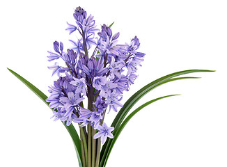 Image showing Bluebell Flowers