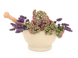 Image showing Lavender and Valerian Herb Flowers