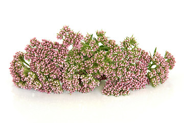 Image showing Valerian Herb Flowers