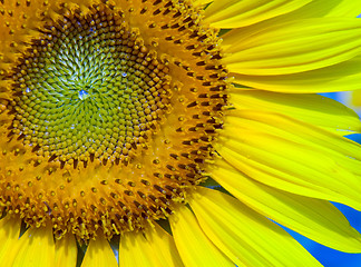 Image showing Sunflower