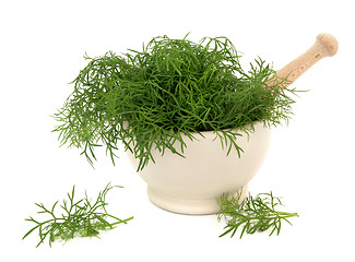 Image showing Fennel Herb