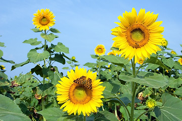 Image showing Sunflower II