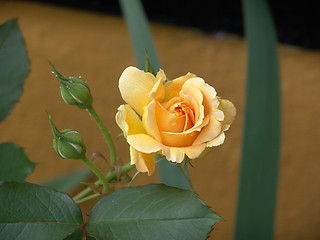 Image showing Yellow Rose with Buds and a tear