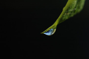 Image showing Wet leaf