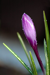 Image showing Wet Crocus