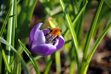 Image showing Bumblebee in Crocus