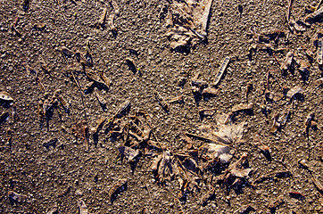 Image showing Closeup maple leaves and seeds on asphalt sunlight 